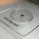 The most common cause of red meat allergy in the U.S. is thought to be the Lone Star tick, Amblyomma americanum.